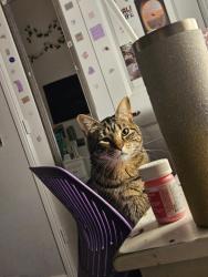 Lost Male Cat last seen Azle brookshires, Azle, TX 76020