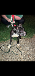 Found/Stray Male Dog last seen Four Seasons Neigborhood , Louisville, KY 40220