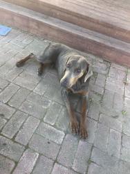 Found/Stray Male Dog last seen Whitmore, Hughson, CA 95326