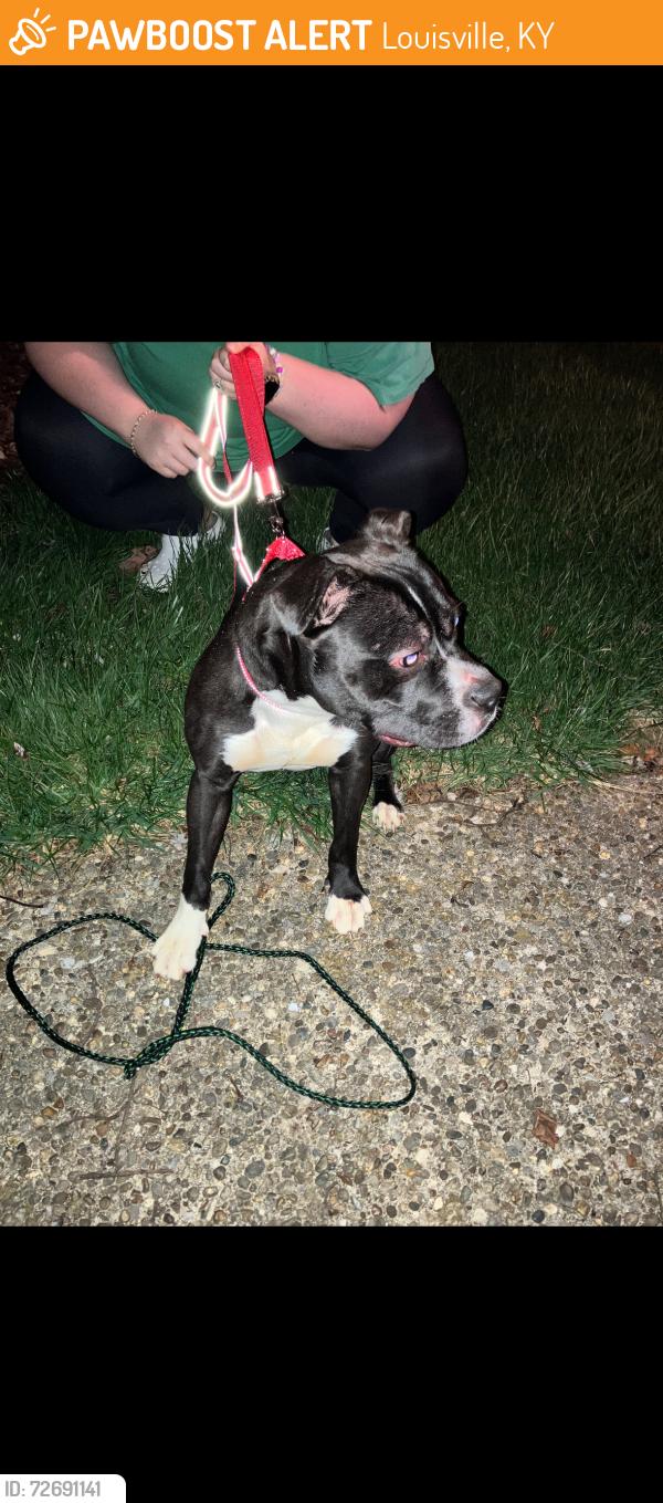 Found/Stray Male Dog last seen Four Seasons Neigborhood , Louisville, KY 40220