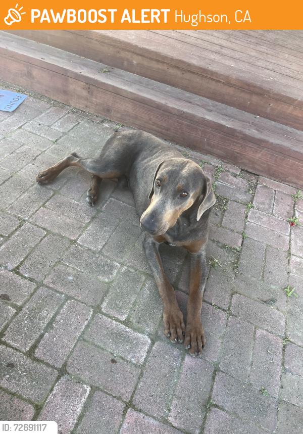 Found/Stray Male Dog last seen Whitmore, Hughson, CA 95326