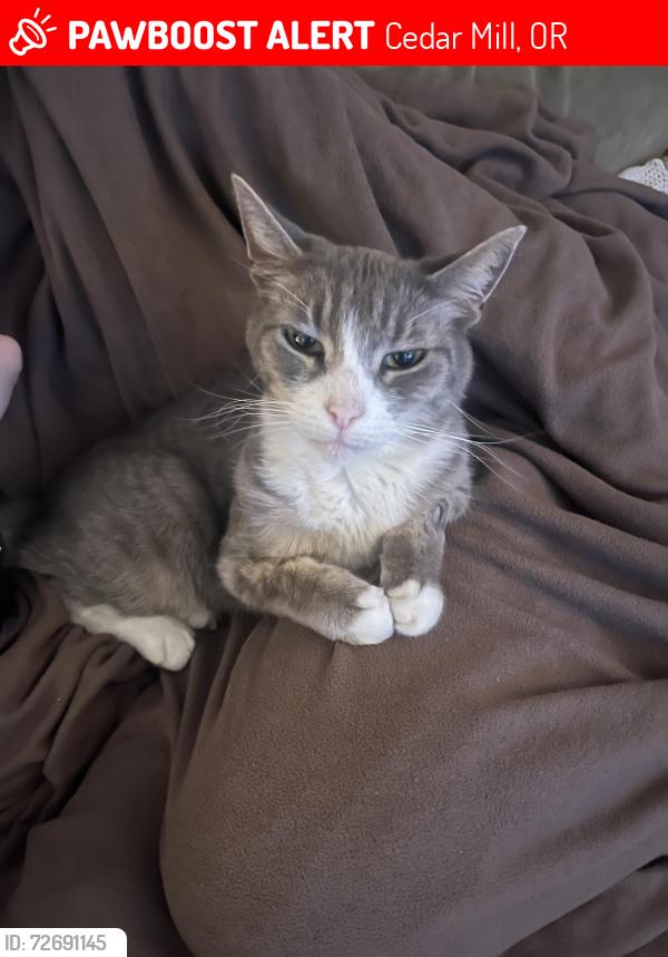Lost Female Cat last seen Target on cornell, sunset high school, Cedar Mill, OR 97229