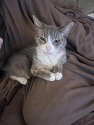 Lost Female Cat last seen Target on cornell, sunset high school, Cedar Mill, OR 97229