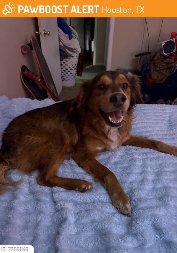 Found/Stray Male Dog last seen Sunoco gas station on Ella blvd, Houston, TX 77090