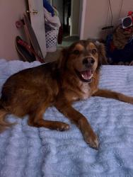 Found/Stray Male Dog last seen Sunoco gas station on Ella blvd, Houston, TX 77090