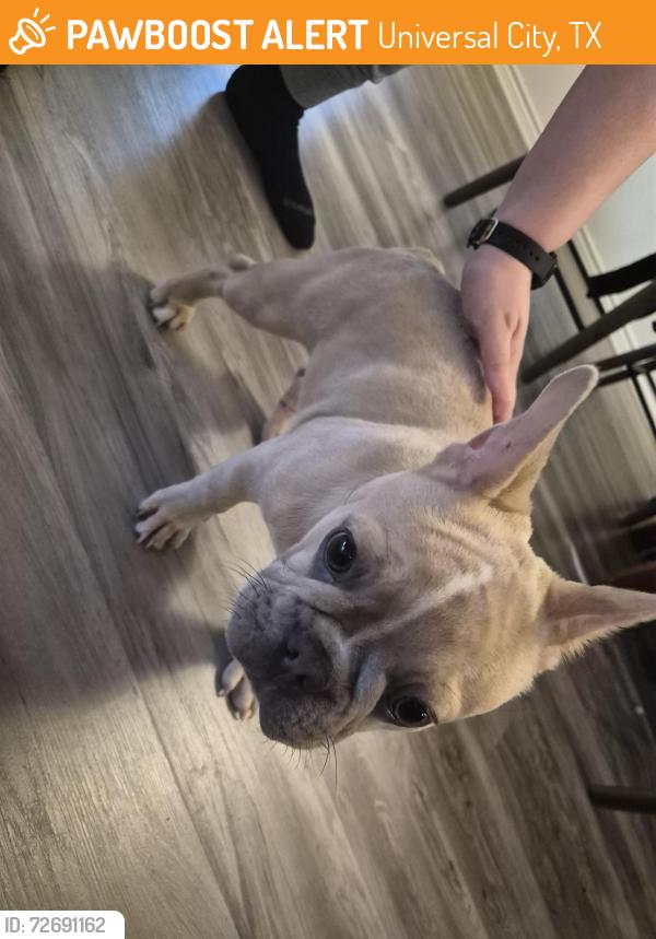 Found/Stray Female Dog last seen Copano Ridge, Universal City, TX 78148