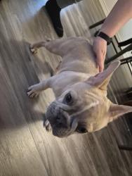 Found/Stray Female Dog last seen Copano Ridge, Universal City, TX 78148