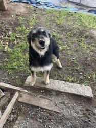 Found/Stray Female Dog last seen Avenue 25 1/2 , Chowchilla, CA 93610