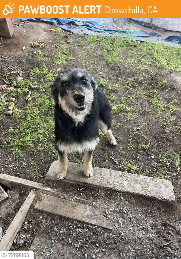 Found/Stray Female Dog last seen Avenue 25 1/2 , Chowchilla, CA 93610