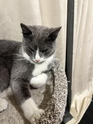Found/Stray Male Cat last seen In neighborhood adjacent to wride park, Eagle Mountain, UT 84043