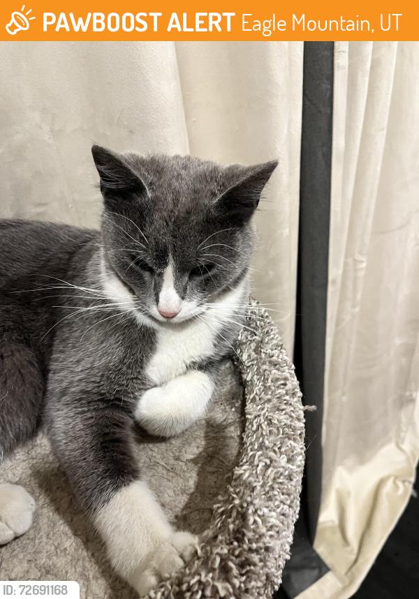 Found/Stray Male Cat last seen In neighborhood adjacent to wride park, Eagle Mountain, UT 84043