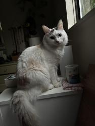 Lost Male Cat last seen Falcon St & 35th, Multnomah Village, Portland, OR 97219