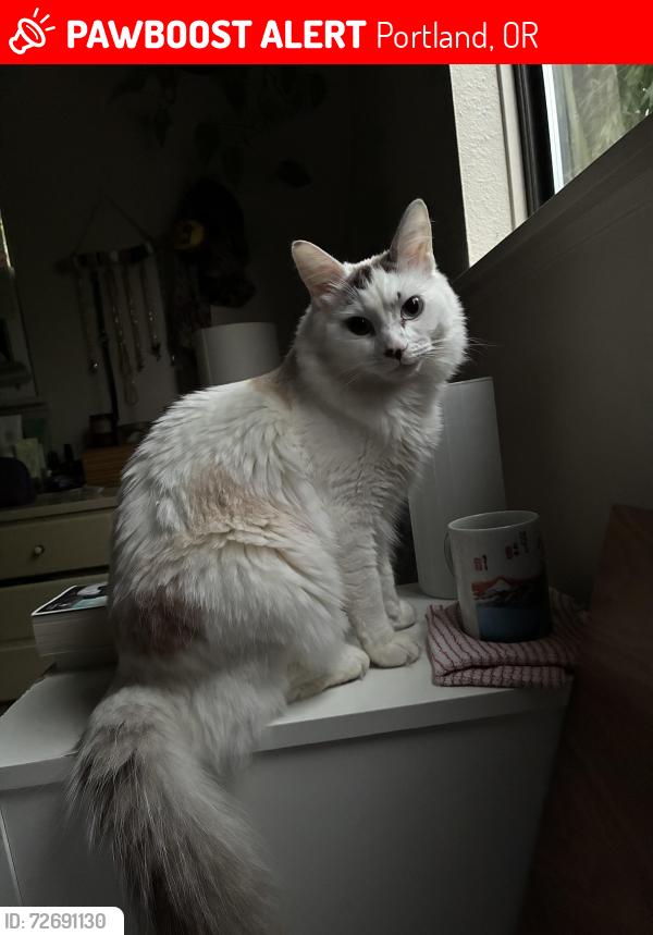 Lost Male Cat last seen Falcon St & 35th, Multnomah Village, Portland, OR 97219