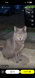 Lost Male Cat last seen Hadrian Dr Durham , Durham, NC 27703