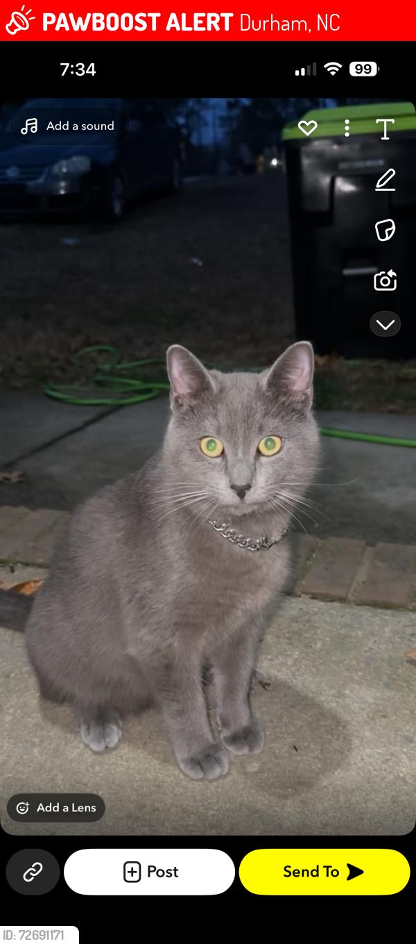 Lost Male Cat last seen Hadrian Dr Durham , Durham, NC 27703