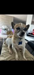 Lost Male Dog last seen Flagler st and 48th ct , Miami, FL 33126