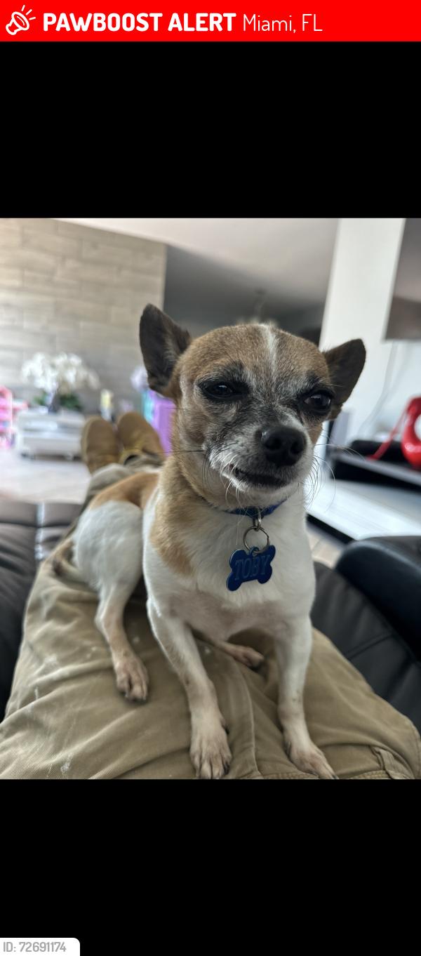 Lost Male Dog last seen Flagler st and 48th ct , Miami, FL 33126