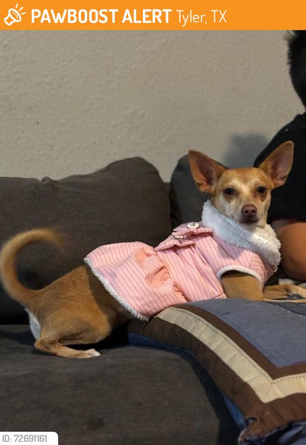 Found/Stray Female Dog last seen Tyler, Tx, Tyler, TX 75702