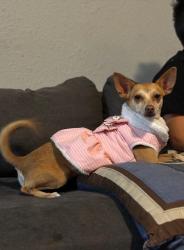 Found/Stray Female Dog last seen Tyler, Tx, Tyler, TX 75702