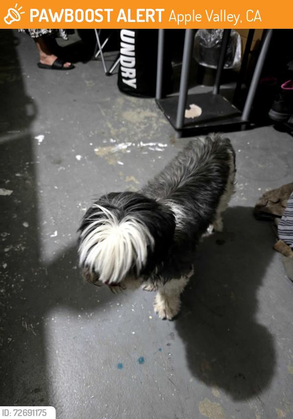 Found/Stray Unknown Dog last seen Redwing rd, Apple Valley, CA 92308