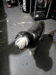 Found/Stray Unknown Dog last seen Redwing rd, Apple Valley, CA 92308