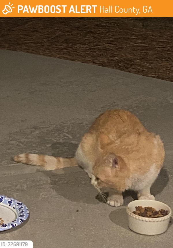 Found/Stray Male Cat last seen Stephens rd, Hall County, GA 30504