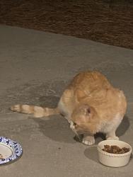 Found/Stray Male Cat last seen Stephens rd, Hall County, GA 30504