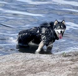Lost Female Dog last seen Nevada Street / Rodger’s area, Spokane, WA 99260