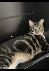 Lost Male Cat last seen Martin Luther king jr blvd, MLK Square apmts , Fresno, CA 93706