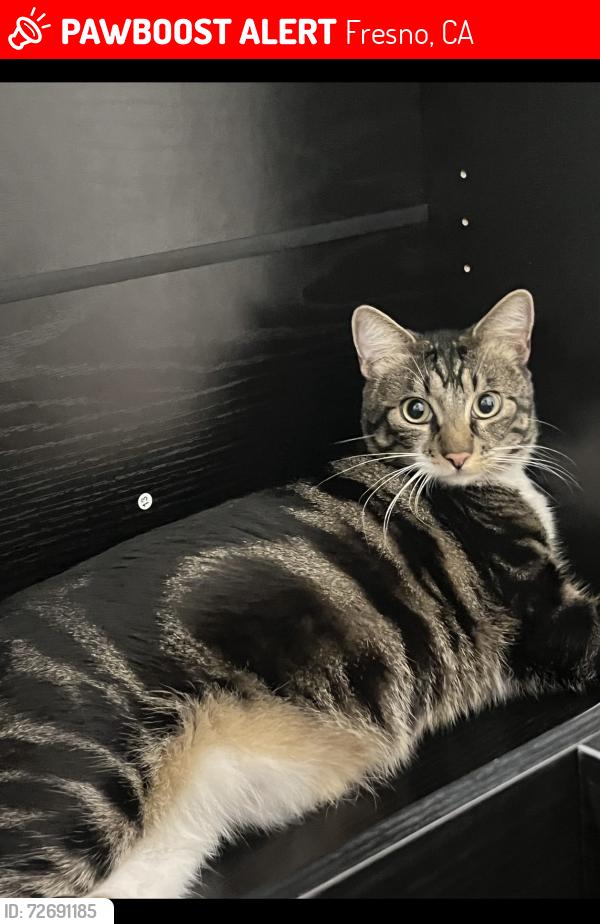 Lost Male Cat last seen Martin Luther king jr blvd, MLK Square apmts , Fresno, CA 93706