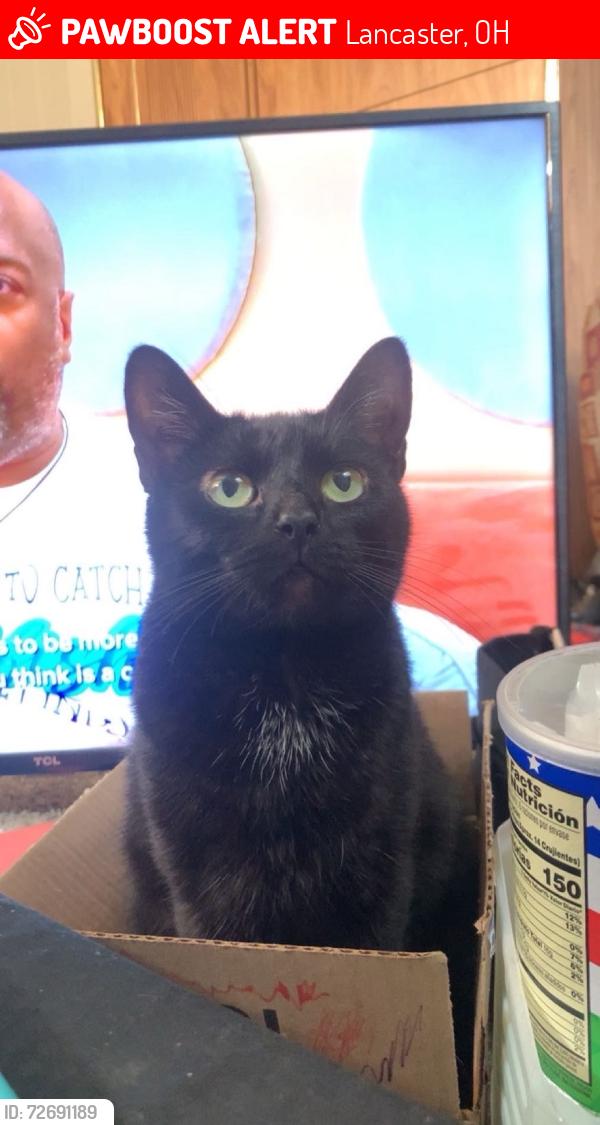 Lost Female Cat last seen Near sells rd Lancaster ohio, Lancaster, OH 43130