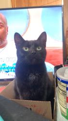 Lost Female Cat last seen Near sells rd Lancaster ohio, Lancaster, OH 43130
