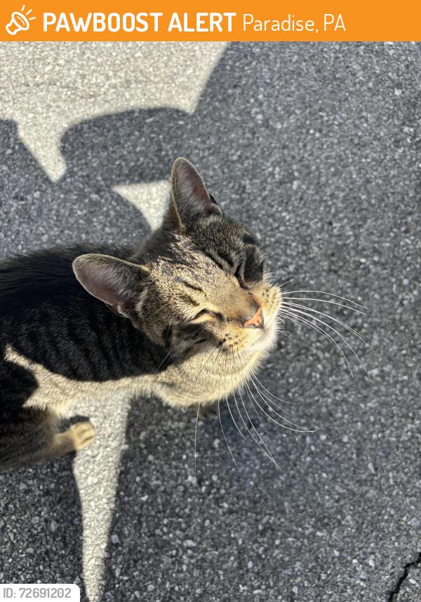 Found/Stray Female Cat last seen Oak Hill Drive, Paradise, PA 17562