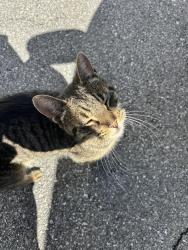 Found/Stray Female Cat last seen Oak Hill Drive, Paradise, PA 17562