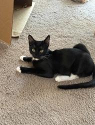 Lost Male Cat last seen Between Forman and Mountain on 25th, Upland, CA 91784
