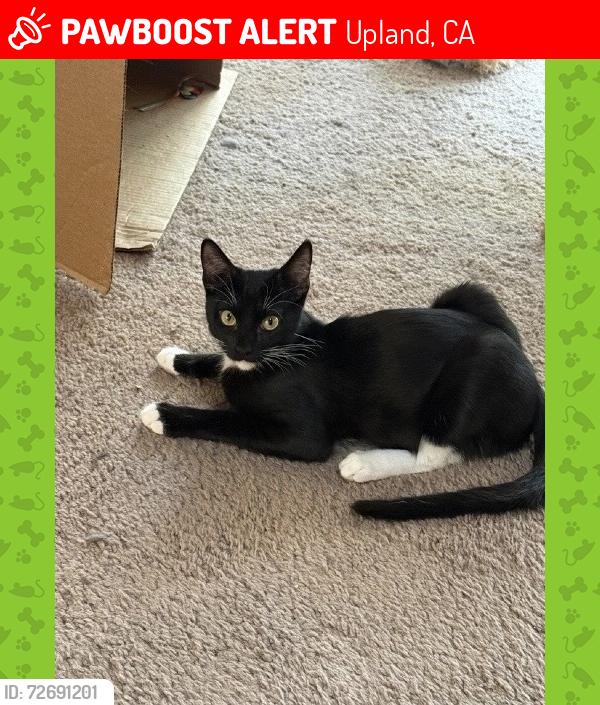 Lost Male Cat last seen Between Forman and Mountain on 25th, Upland, CA 91784