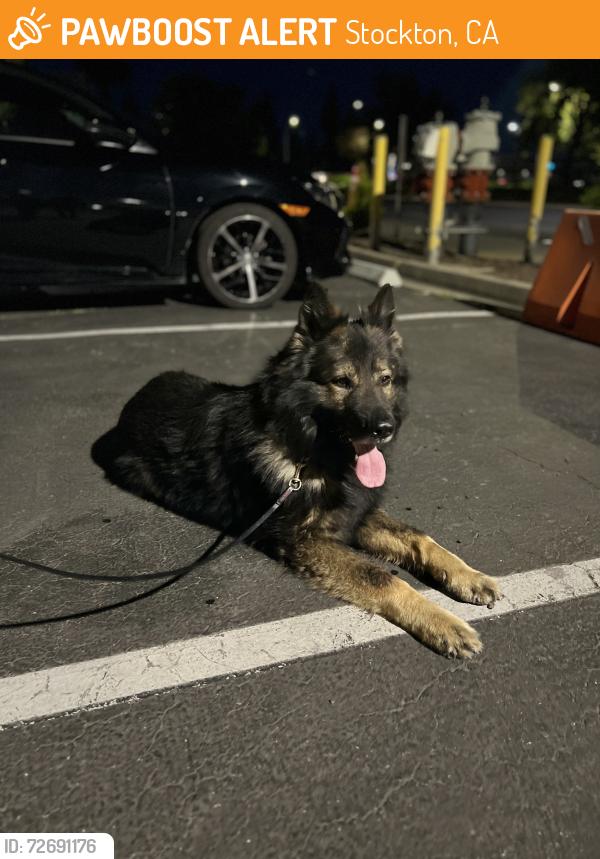 Found/Stray Unknown Dog last seen N Airport Way , Stockton, CA 95205