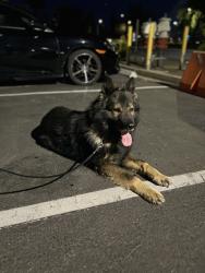 Found/Stray Unknown Dog last seen N Airport Way , Stockton, CA 95205