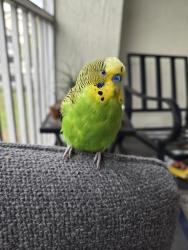 Found/Stray Male Bird last seen Waterford Lakes, Orlando, FL 32801