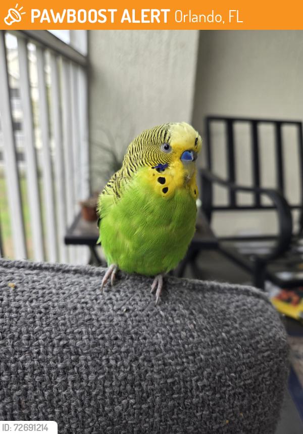 Found/Stray Male Bird last seen Waterford Lakes, Orlando, FL 32801