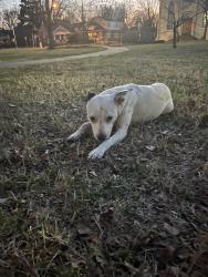 Found/Stray Female Dog last seen Washington Park, Springfield, MO 65802