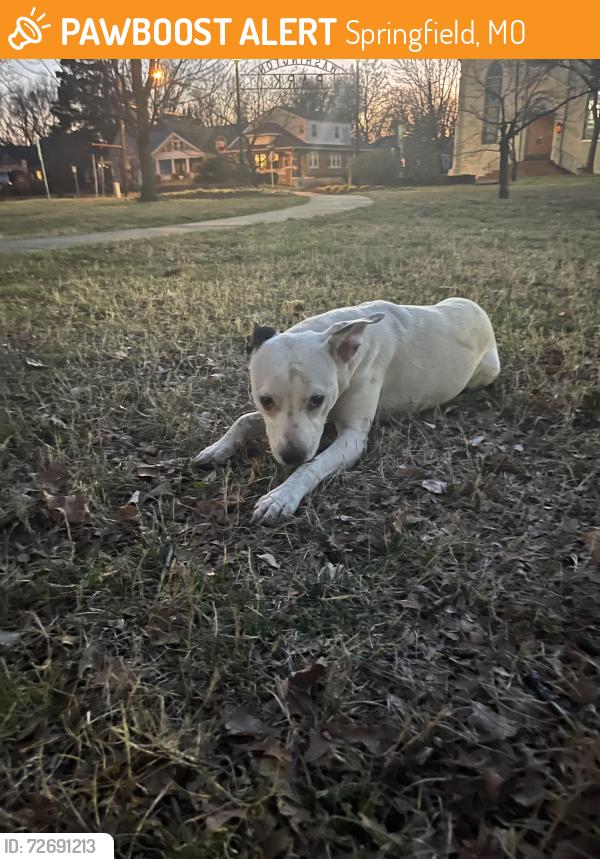 Found/Stray Female Dog last seen Washington Park, Springfield, MO 65802