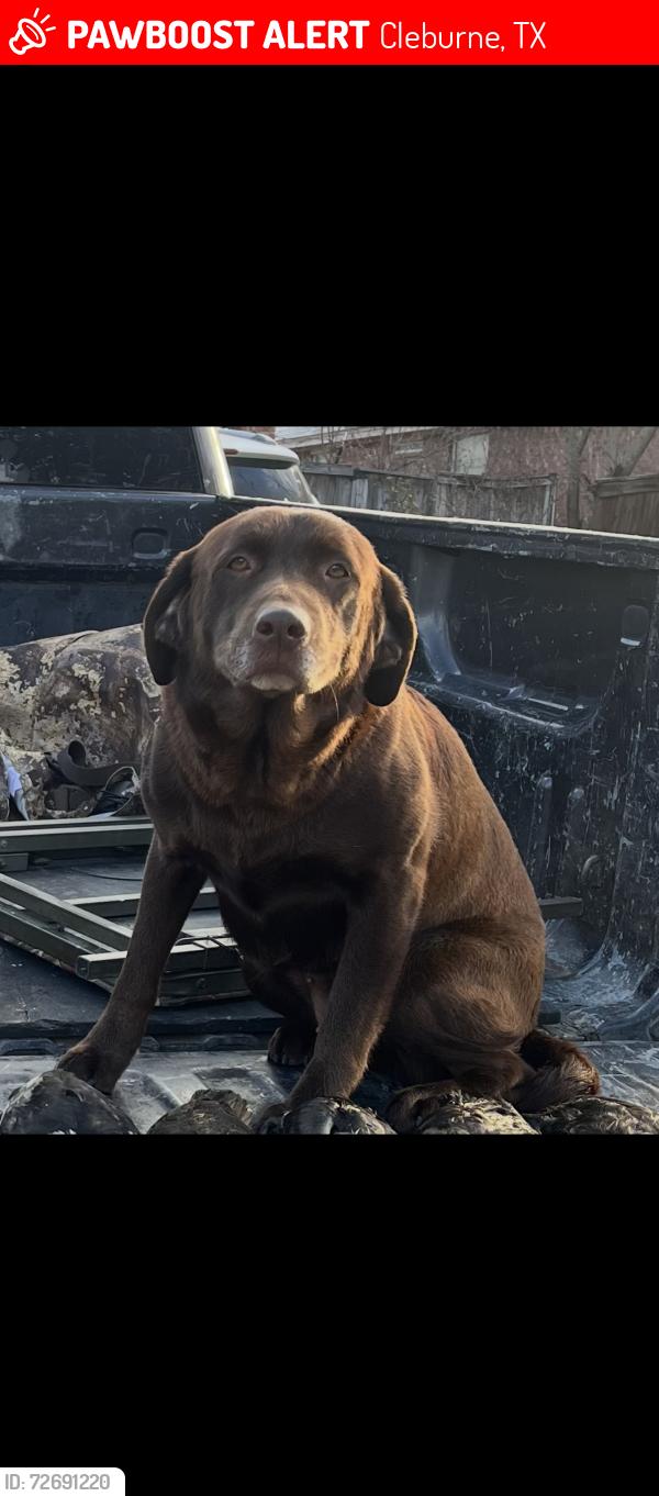 Lost Female Dog last seen Boyd and Lipscomb st, Cleburne, TX 76031