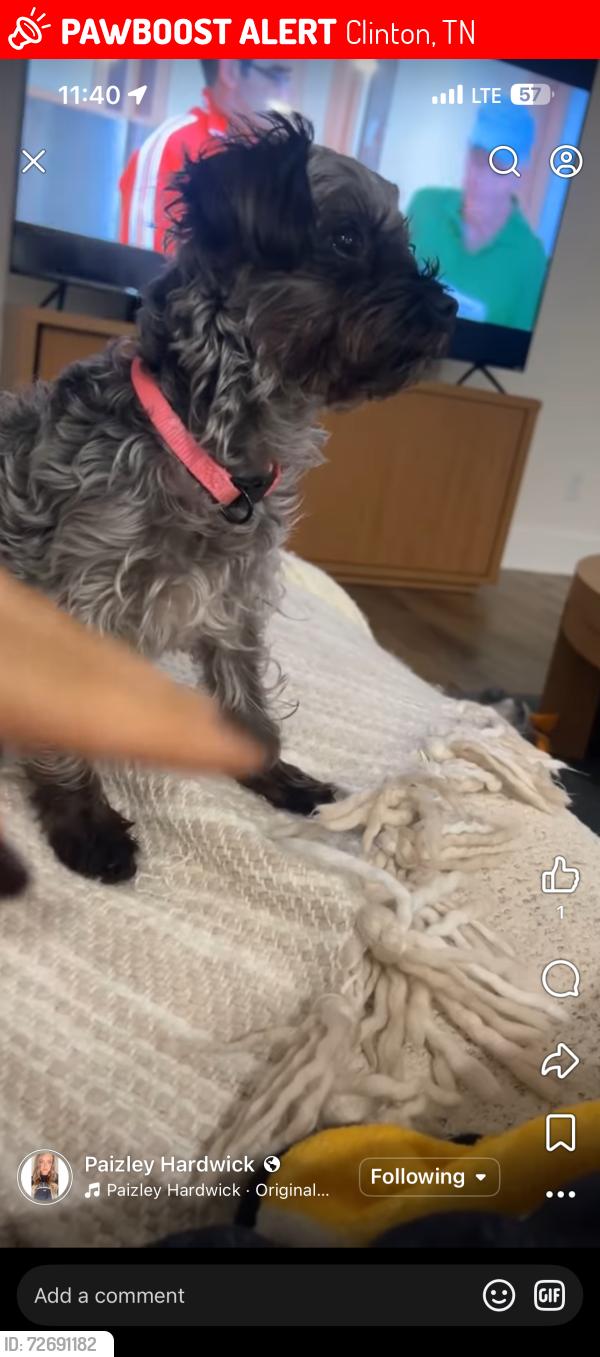 Lost Female Dog last seen N Charles G Seivers Blvd , Clinton, TN 37716