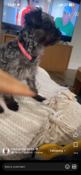 Lost Female Dog last seen N Charles G Seivers Blvd , Clinton, TN 37716