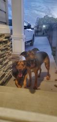 Found/Stray Unknown Dog last seen Orchard and Middleton rd, Nampa, ID 83651