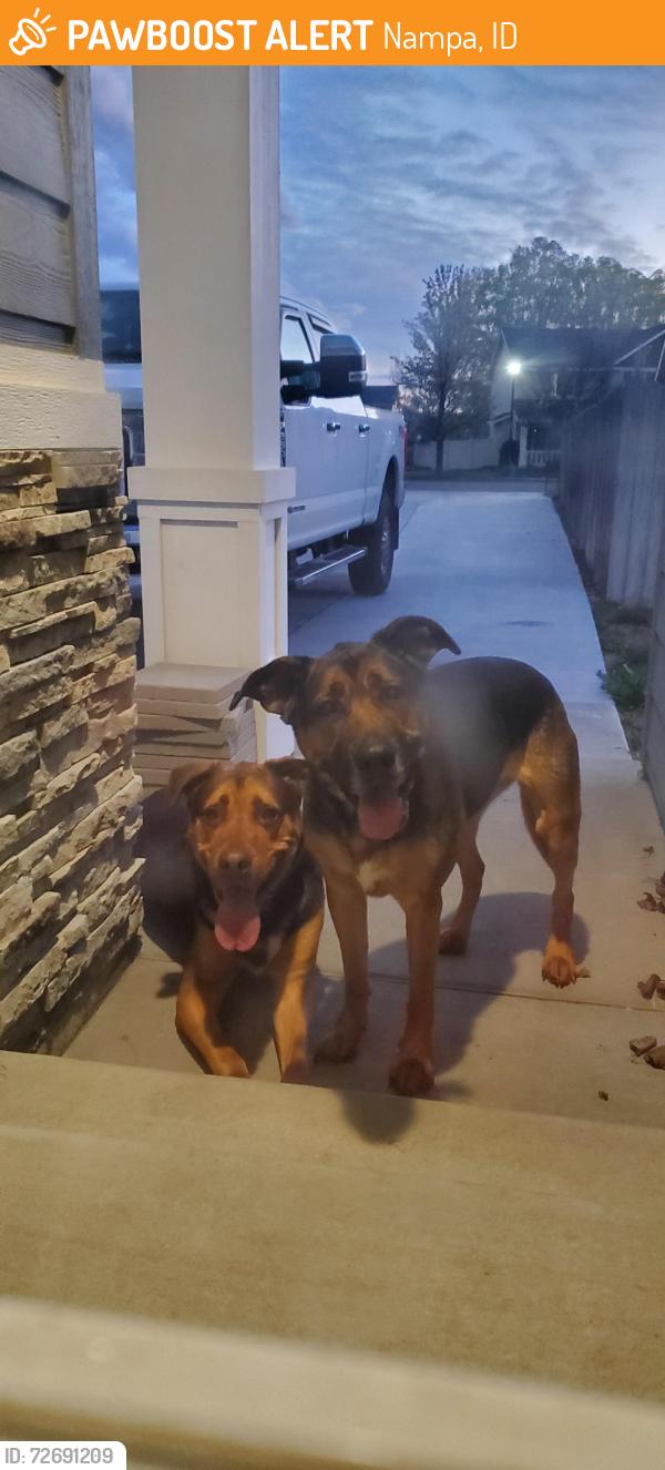 Found/Stray Unknown Dog last seen Orchard and Middleton rd, Nampa, ID 83651