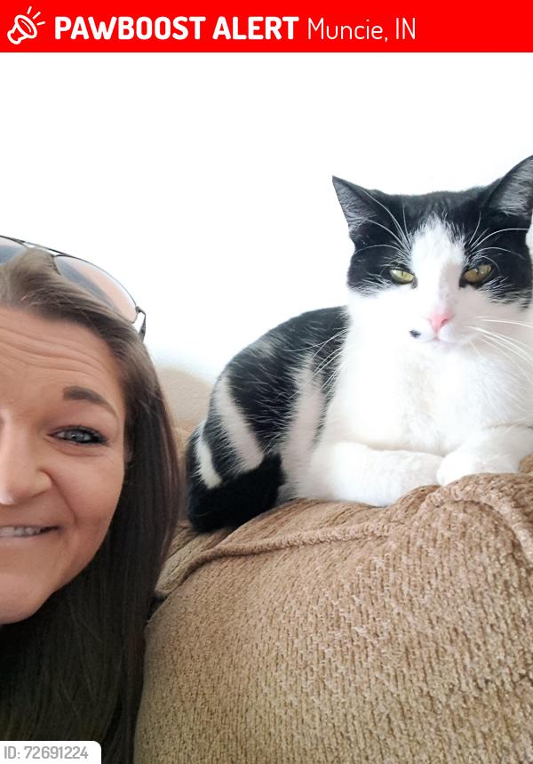 Lost Female Cat last seen Garver Morrison area, Muncie, IN 47306