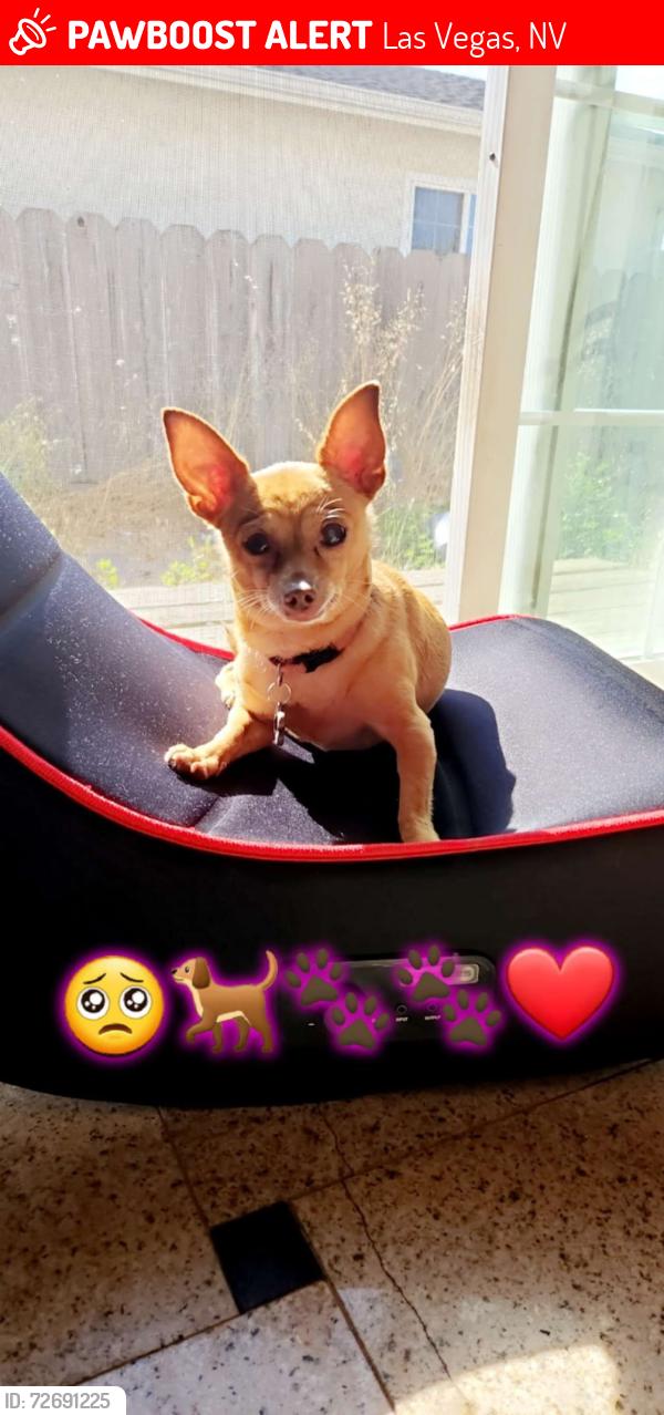 Lost Male Dog last seen Spring mountain road , Las Vegas, NV 89146
