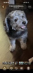 Lost Male Dog last seen Stockwell Street and Paulsen Avenue, Compton, CA 90222
